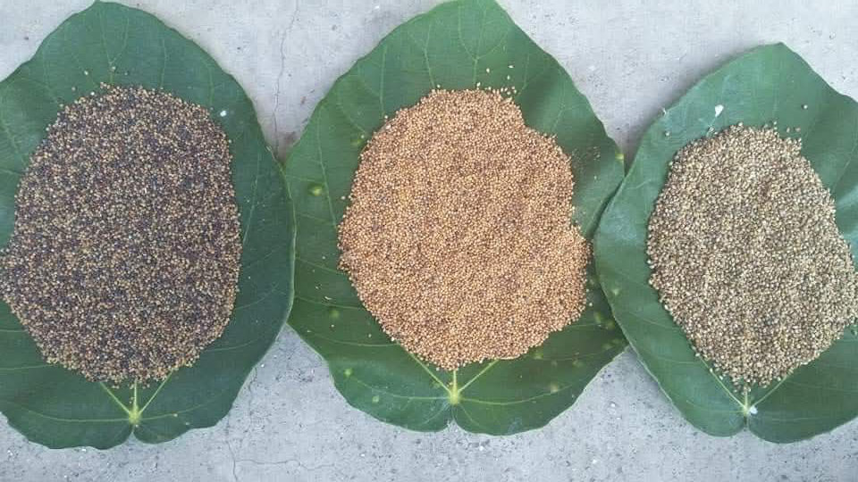 zaden_large Traditionele zaden